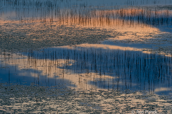 Back Lighting on Reeds, Foggy Bogs and Dewy Insects Workshop, Michigan