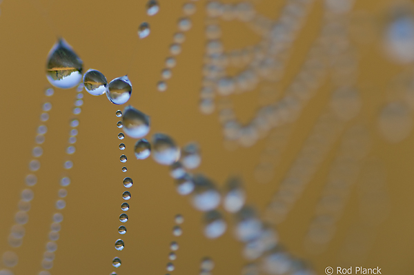 Dew Covered Spider Web, Foggy Bogs and Dewy Insects Workshop, Michigan