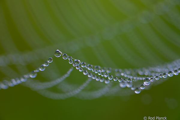 Dew Covered Spider Web, Foggy Bogs and Dewy Insects Workshop, Michigan