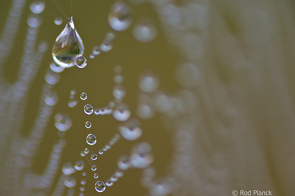 Dew Covered Spider Web, Foggy Bogs and Dewy Insects Workshop, Michigan