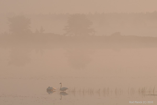 Trumpeter Swans in Foggy Pond, Northern Michigan