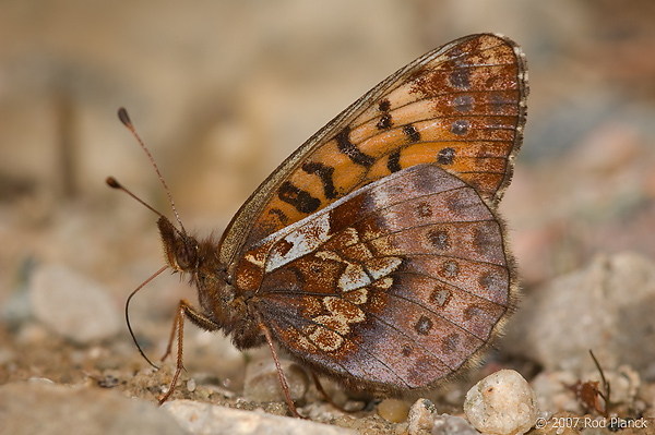 Frigga Fritillary Butterfly, (Boloria frigga saga), Michigan