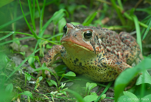 American Toad, (Bufo americanus), Summer, Michigan