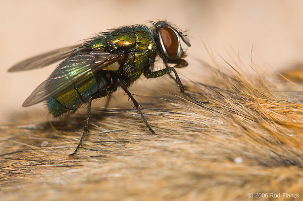 Blow Fly on Dead Eastern Chipmunk, Summer