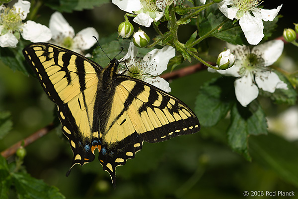 Canadian Tiger Swallowtail, (Papilio canadensis), Adult, Summer, Michigan