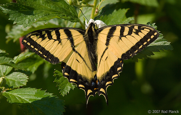 Canadian Tiger Swallowtail Butterfly, (Papilio canadensis), Summer, Michigan