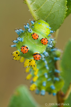 Cecropia Moth (Hyalopora cecropia), Caterpillar, Spring, Michigan
Photographed where found