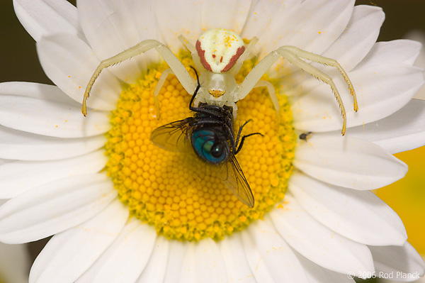 Goldenrod Crab Spider on Ox-eye Daisy with Prey (Blow Fly), Summer