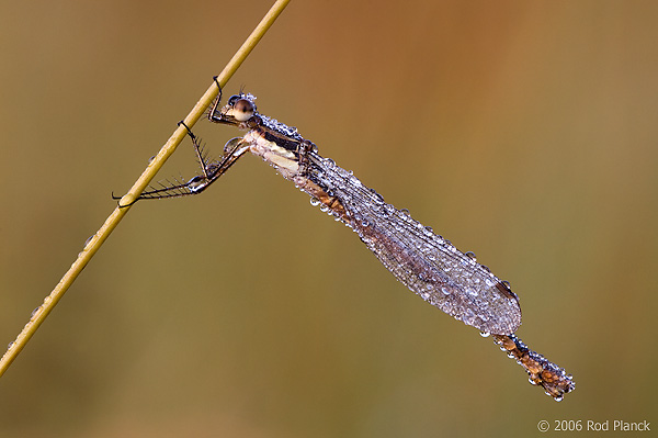 Damselfly, Dew Covered, Summer, Michigan