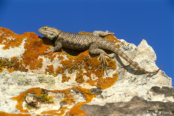 Desert Spiny Lizard, Spring