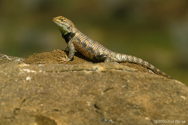 Desert Spiny Lizard, Spring