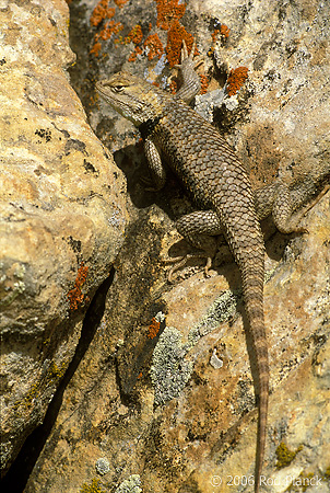 Desert Spiny Lizard, Spring