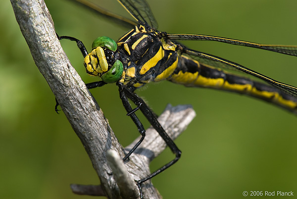Dragonhunter Dragonfly, (Hagenius brevistylus), Summer, Northern Michigan