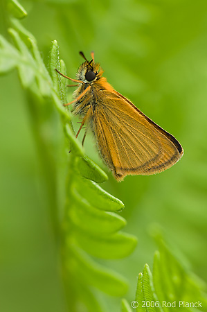 European Skipper, (Thymelicus lineola), Summer, Michigan