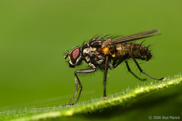 Flesh Fly, Summer