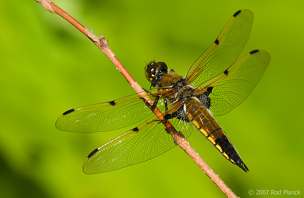 Four-spotted Skimmer Dragonfly (Libellula quadrimaculata)