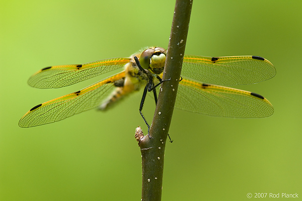 Four-spotted Skimmer Dragonfly (Libellula quadrimaculata)