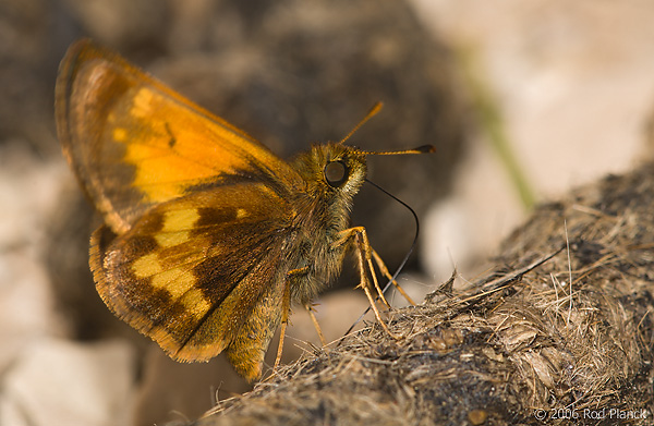 Hobomok Skipper, (Poanes hobomok), Summer, Michigan