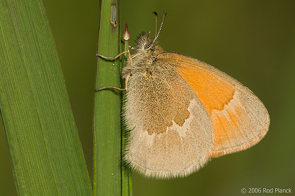 Inornate Ringlet Butterfly, (Coenonympha tullia inornata), Summer, Michigan