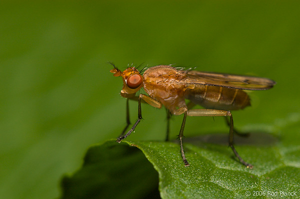 Marsh Fly, Summer