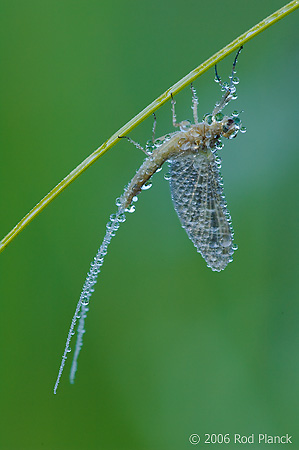 Dew Covered Mayfly or Burrowing Mayfly