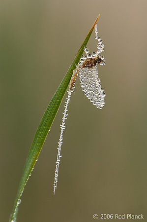 Dew Covered Mayfly, (Ephemeroptera), Summer, Michigan