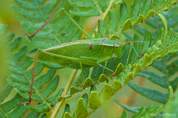 Meadow Katydid