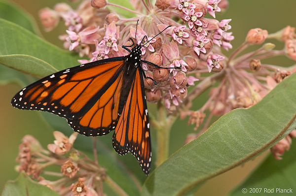 Monarch Butterfly, (Danaus plexippus), Summer, Michigan