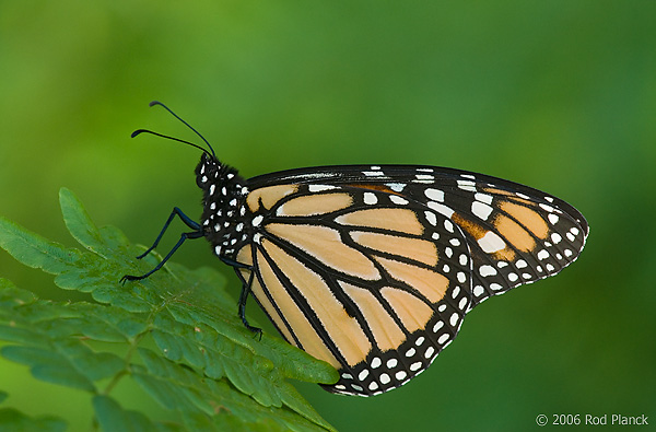 Monarch Butterfly, (Danaus plexippus), Summer, Michigan