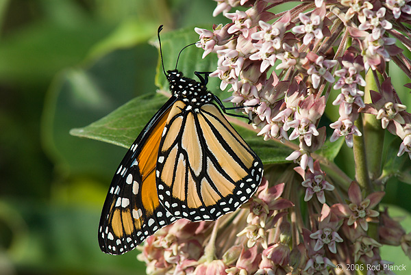 Monarch Butterfly, Adult, (Danaus plexippus), Adult, Summer, Michigan