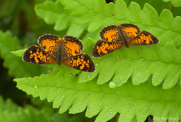 Northern Pearl Crescent Butterflies, Males, (Phyciodes selenis), Summer, Michigan