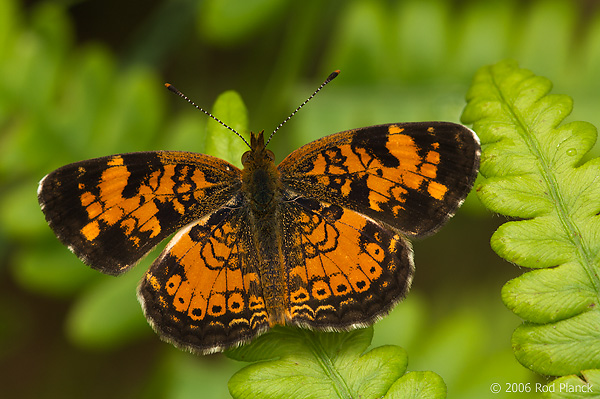 Northern Pearl Crescent Butterfly, Male, (Phyciodes selenis), Summer, Michigan