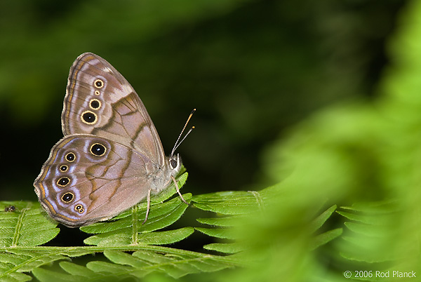 Northern Pearly Eye Butterfly, (Enodia anthedon), Summer, Michigan