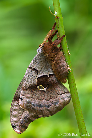 Polyphemus Moth (Antheraea polyphemus), Male, Spring, Michigan
Photographed where found