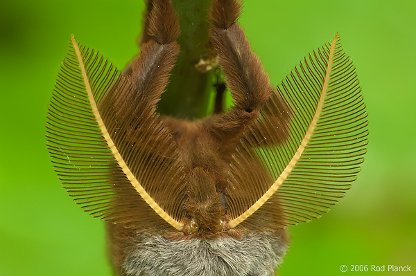 Polyphemus Moth (Antheraea polyphemus), Male, Antennae detai, Spring, Michigan
Photographed where found