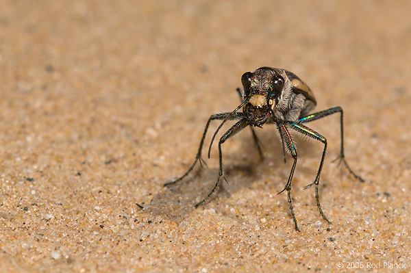 Tiger Beetle in Sand Blow, Summer