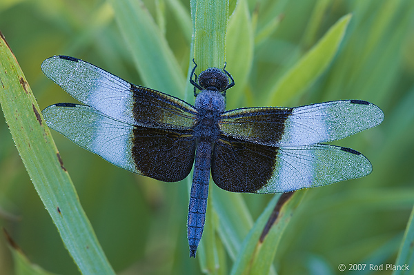 Widow Skimmer Dragonfly, (Libellula luctuosa), Summer, Michigan