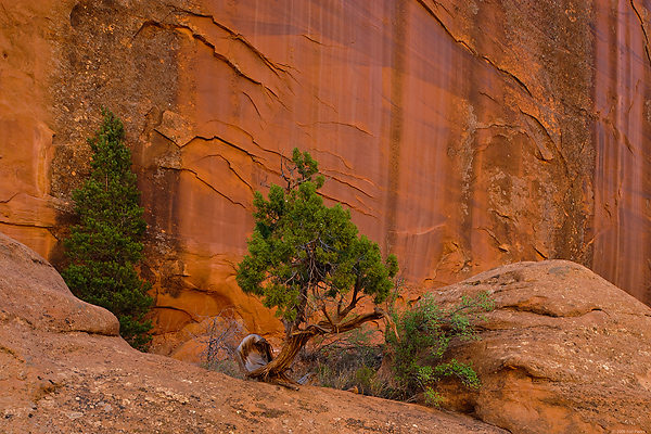 Long Canyon, Section of Long Canyon, Grand Staircase-Escalante National Monument, Utah