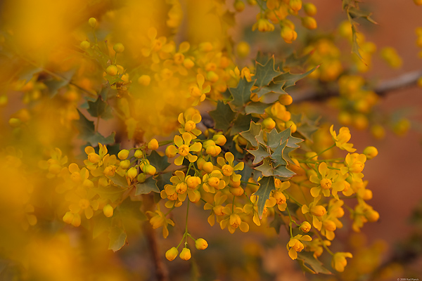 Fremont's Mahonia, (Mahonia fremontii), Utah