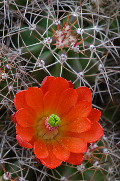 Claret Cup Cactus Blossom, Captitol Reef National Park, Utah