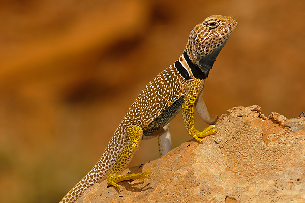 Great Basin Collared Lizard, (Crotaphytus bicinctores), Glen Canyon National Recreation Area, Utah