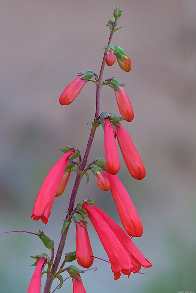 Eaton Penstemon, (Penstemon eatonii), Glen Canyon National Recreation Area, Utah