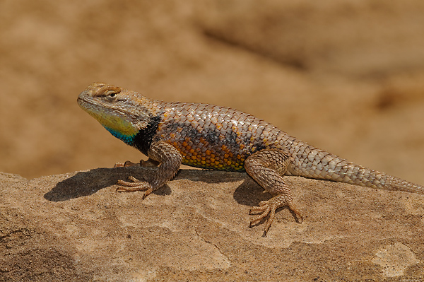 Desert Spiny Lizard, Capitol Reef National Monument, Utah