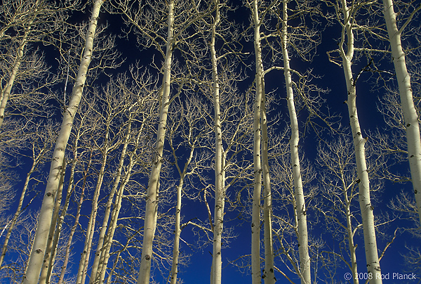 Aspen Trees Against Blue Sky, Dixie National Forest, Utah