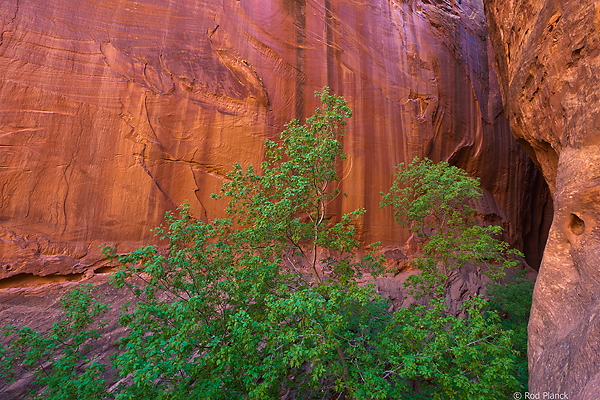 Wingate Sandstone, Grand Staircase-Escalante National Monument, UT