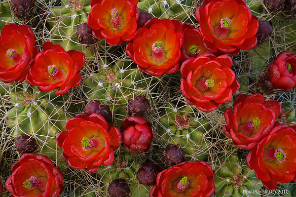 Claret Cup Cactus (Echinocereus triglochidiatus) Grand Staircase Escalante Natinal Monument Utah Spring