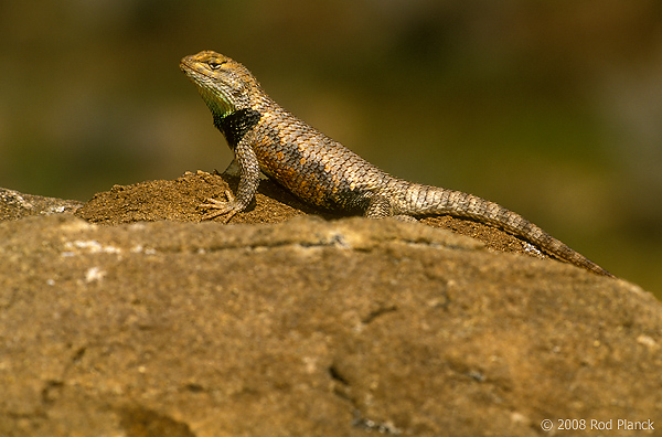 Desert Spiny Lizard, Utah