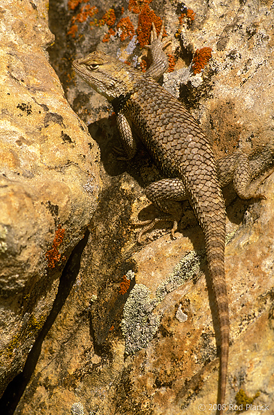 Desert Spiny Lizard, Utah