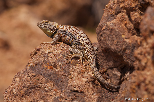Desert Spiny Lizard, Utah