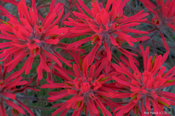 Indian Paintbrush (Castilleja scabrida) Grand Staircase Escalante National Monument Utah Spring